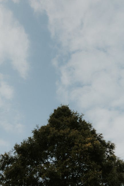 Tree top representing growth and sustainability